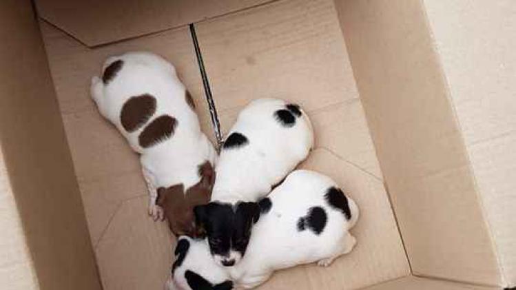 Belgische organisatie SHIN redt Spaanse honden van de dood