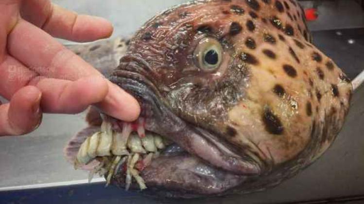 Monsterlijke vis