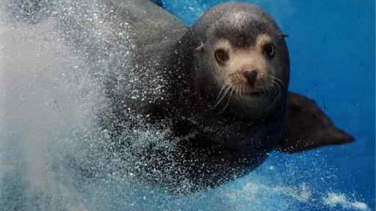 Antwerpse Zoo schrapt zeeleeuwshows enkele dagen "om rust te laten terugkeren"