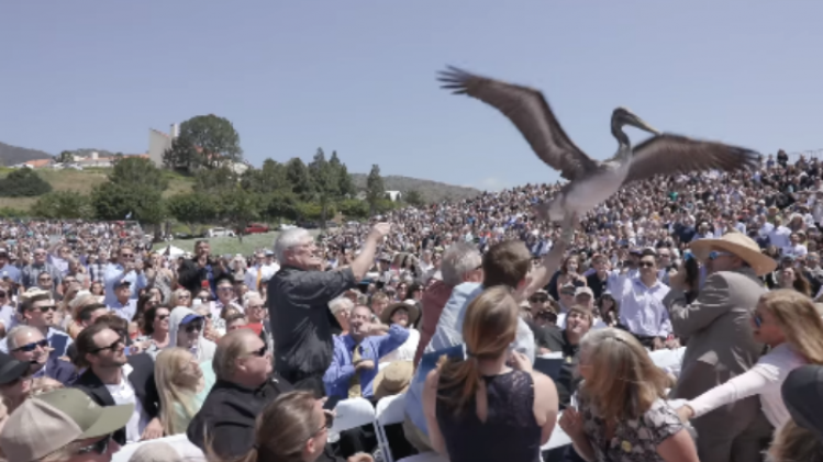 Pelikanen verstoren diploma-uitreiking