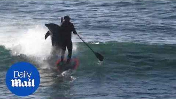 Dolfijn duwt paddleboarder het water in