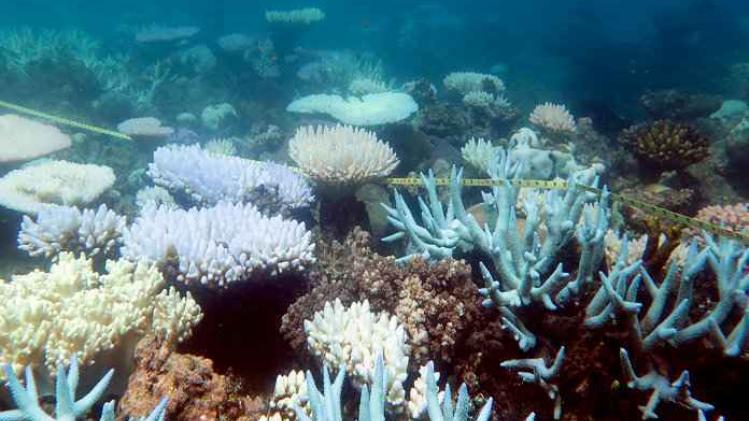 Is er beterschap in zicht voor het Great Barrier Reef?