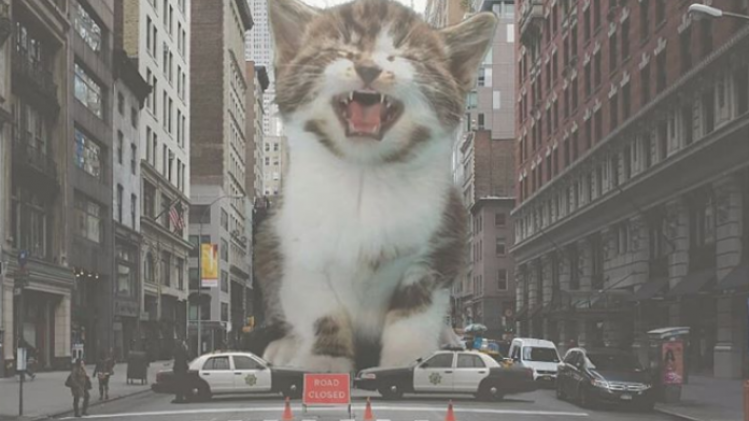 Deze kunstenaar tovert katten in reuzen met Photoshop
