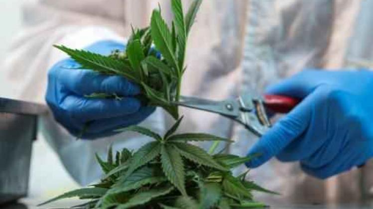 Eerste legale cannabisplantage gepland in Limburg
