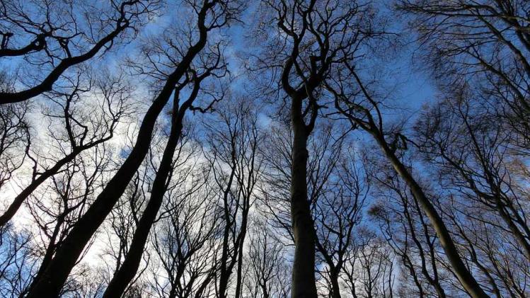 forest-584354_960_720