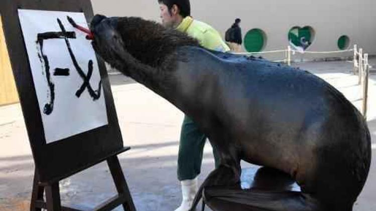Antwerpse Zoo hervat volgende week zeeleeuwenshows