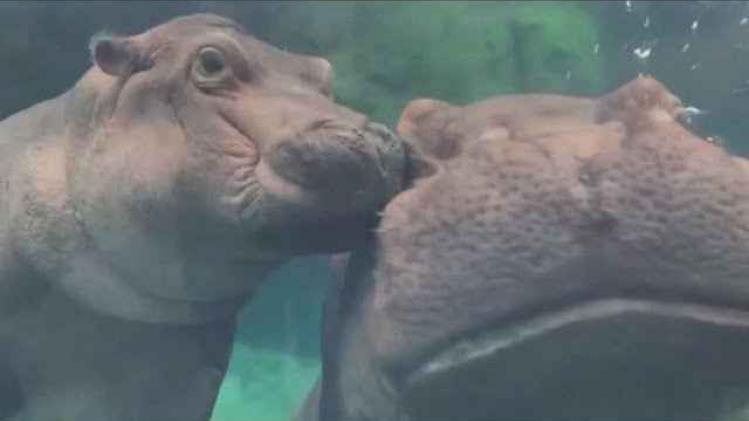 Nijlpaard geeft mama dikke kus