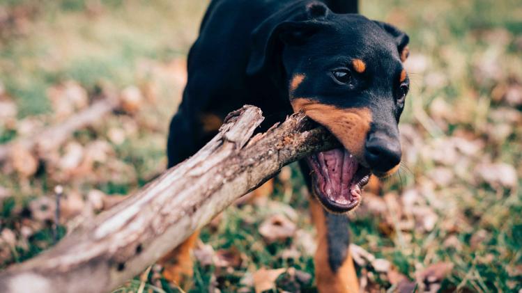 Spelen met een stok kan gevaarlijk zijn voor een hond