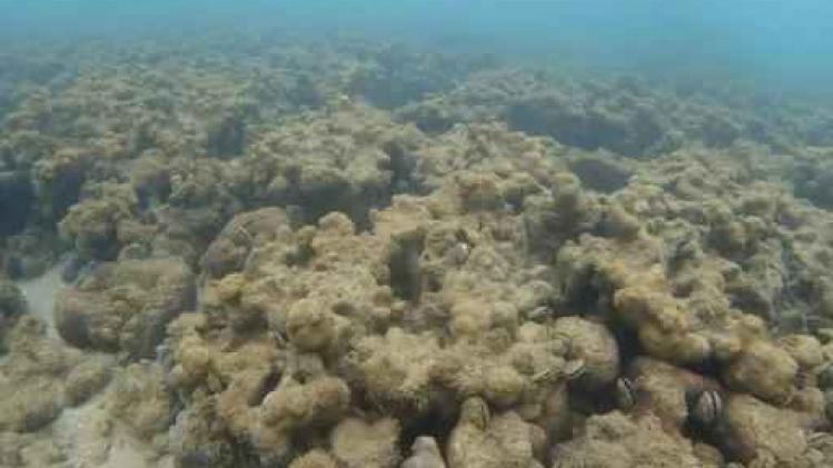 Nog maar 1 procent van grootste Japanse koraalrif is gezond