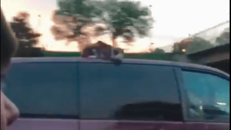 Kat beleeft doldwaze rit op dak van auto