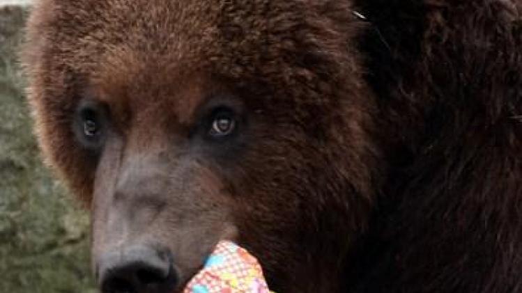 Jacht op grizzly's weer toegestaan in Wyoming