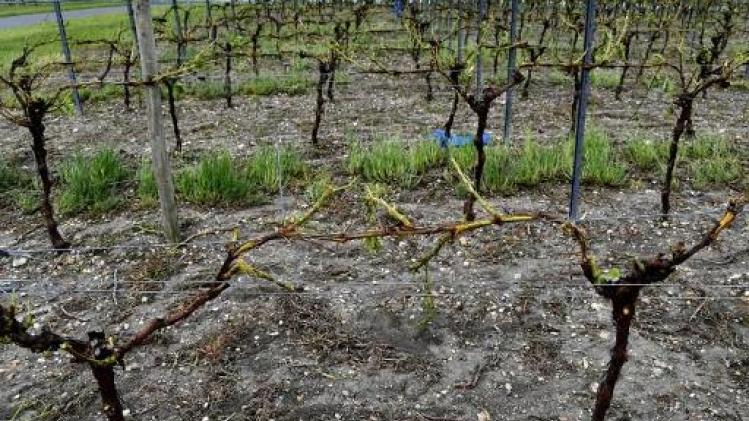 Wijngaarden van Bordeaux en Cognac zwaar door hagel getroffen