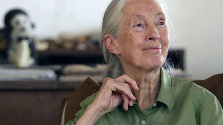 Jane Goodall: "Ik vind een zoo geen noodzakelijk kwaad"