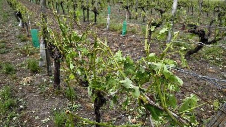 17.000 hectare aan wijngaarden in Bordeaux en Cognac beschadigd door hagel