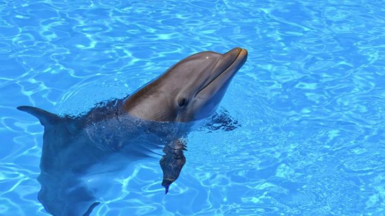 Dolfijnen voelen zich gelukkig in gevangenschap