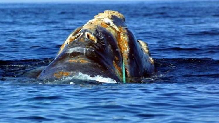Walvis sterft in Thailand met 8 kilo aan plastic zakken in maag