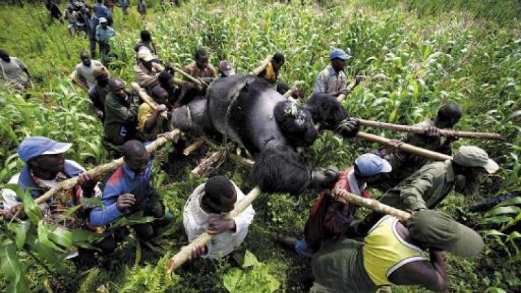 Virungapark in Congo blijft zeker tot eind dit jaar gesloten