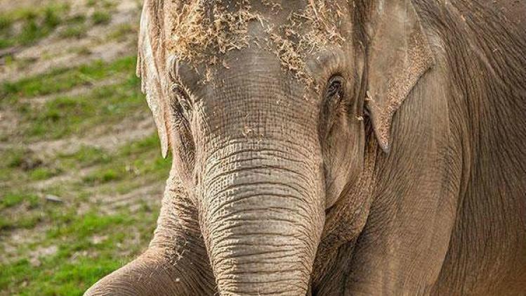 Planckendael verliest opnieuw olifant