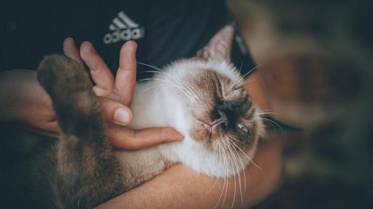 Waarom je je kat waarschijnlijk té veel liefde geeft