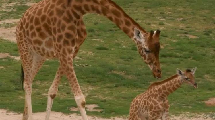 Giraf Twiga is geboren