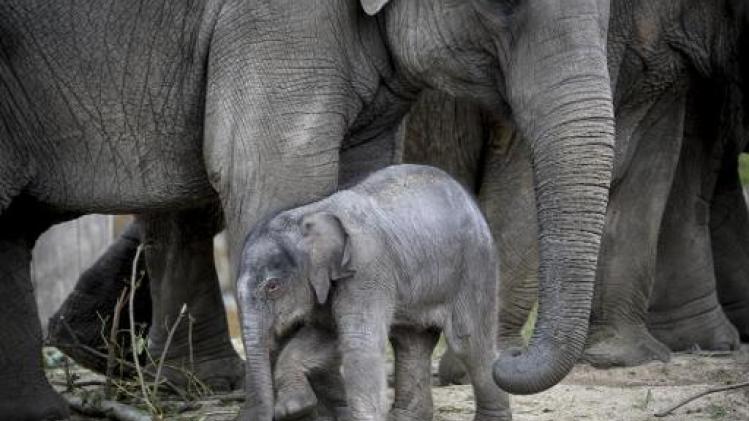 Gestorven olifantje Qiyo wordt "ambassadeur van strijd tegen olifantenherpes"