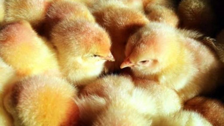 Animal Rights maakt undercoverbeelden van wantoestanden in kippenbedrijven
