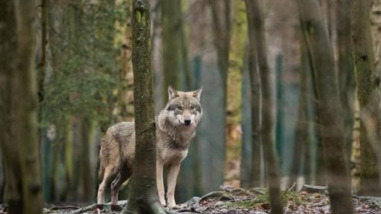 Meer dan 1.000 wolven in Duitsland tegen jaareinde
