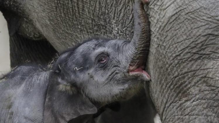 Opnieuw een babyolifantje gestorven in Planckendael