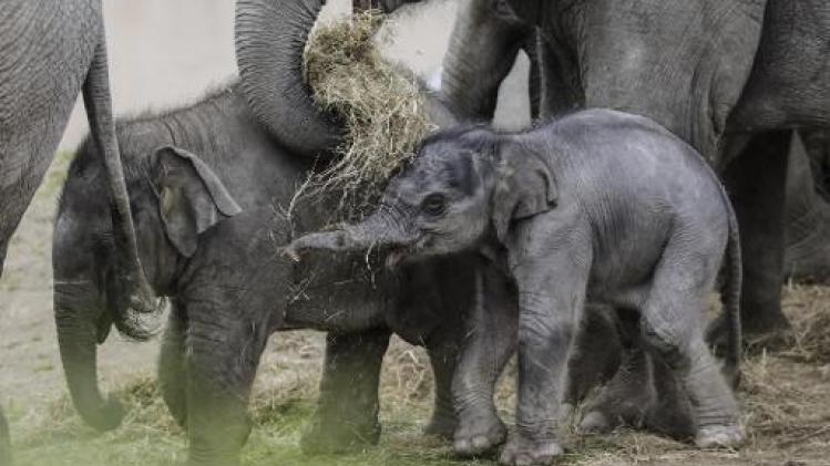 Ook olifantenbaby Tarzen overleden in Planckendael