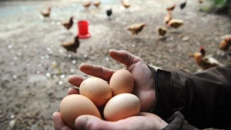 FAVV legt particuliere kippenhouders maatregelen op