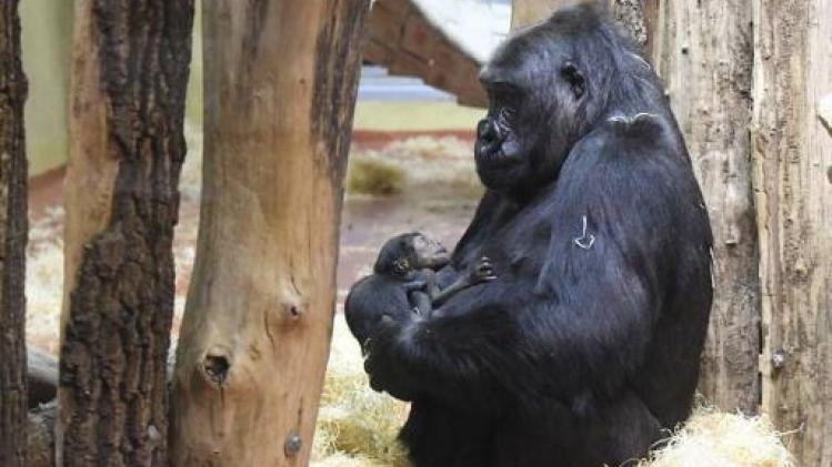 Antwerpse Zoo verwacht zeldzame gorillababy in december
