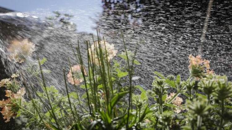 Boerenbond: "Nood aan regen wordt voelbaar voor landbouwgewassen in België"