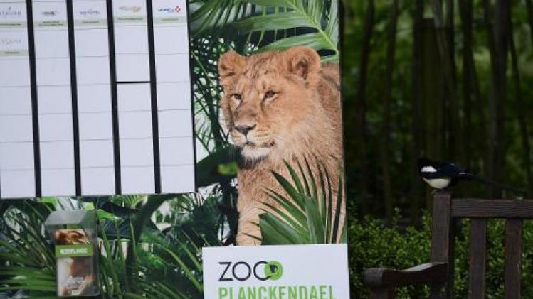 Intern onderzoek bevestigt menselijke fout als oorzaak ontsnapping leeuw