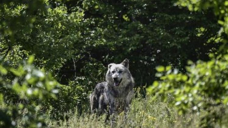 Nederland kreeg in voorjaar zes Duitse wolven op bezoek