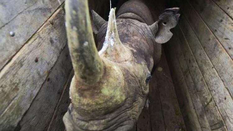 Acht neushoorns dood in Kenia na verhuis naar ander park