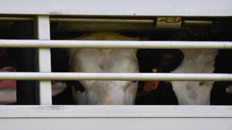 Belgische rundvleesketen verplicht verdoofd slachten