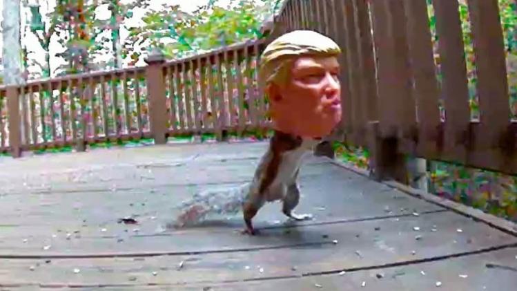 VIDEO. Dansende eekhoorn met Trump-hoofd is hilarisch