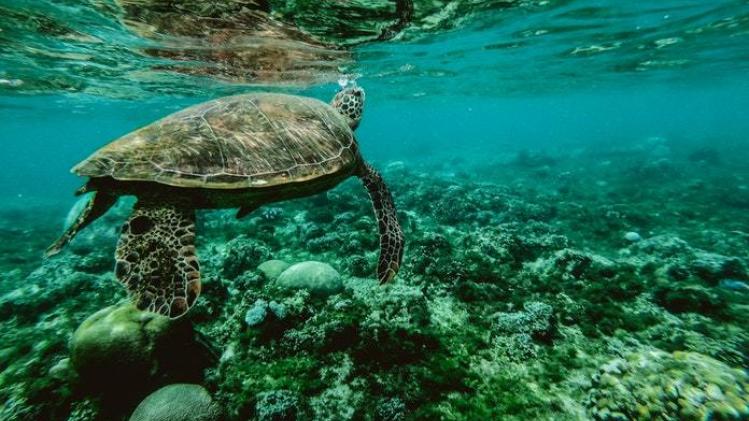 Een nog levende zeeschildpad