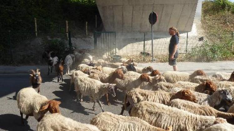 Infrabel laat schapen en geiten grazen op spoorwegbermen