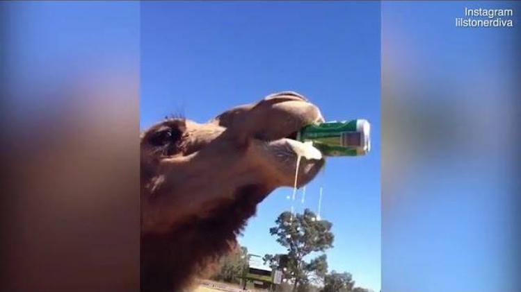 VIDEO. Dorstige kameel trakteert zichzelf op een pintje