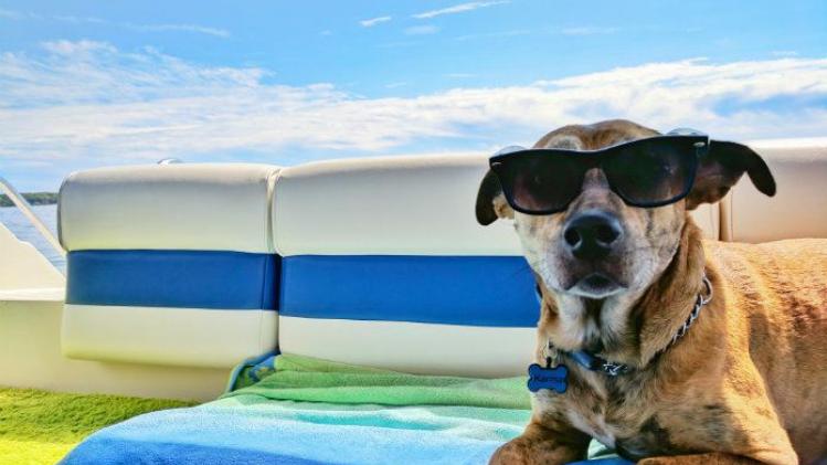 Familie annuleert vakantie nadat hond alle paspoorten opeet