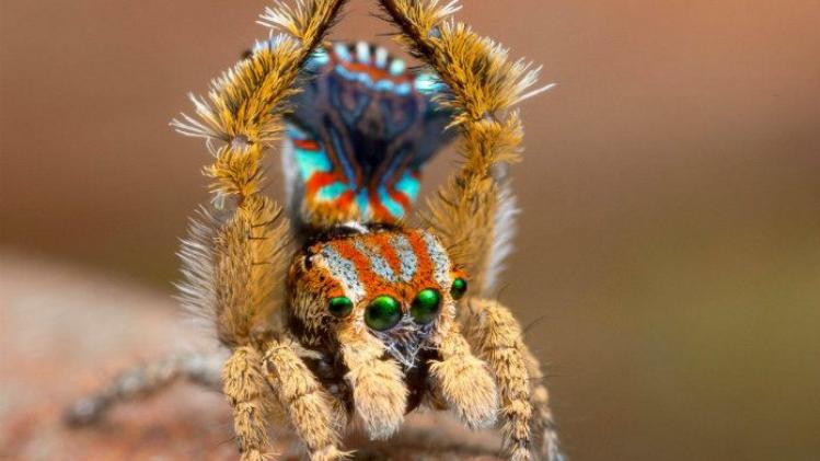 Wetenschapper ontdekt 'dansende' spin