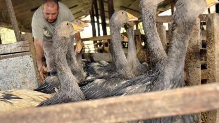 Europese foie grasproducenten hekelen "demagogische beslissing" van Weyts