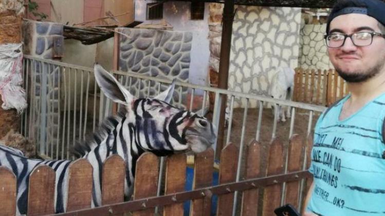 Zoo probeert bezoekers te bedotten door ezel als zebra te schilderen