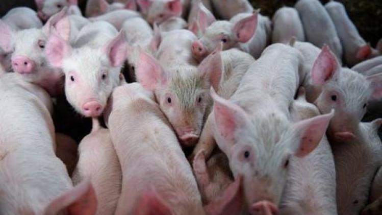 Animal Rights filmt hittestress bij Vlaamse varkens