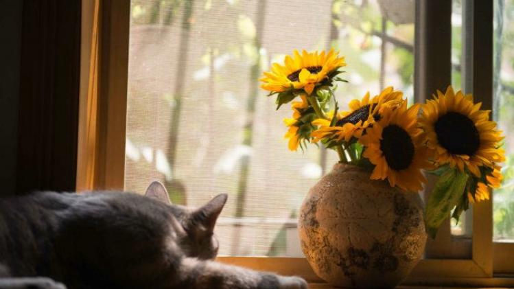 Zeven tips om je bloemen te verzorgen met deze hitte