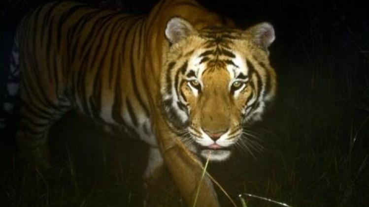 Afgelopen twee jaar elf zeldzame tijgers in Nepal omgekomen