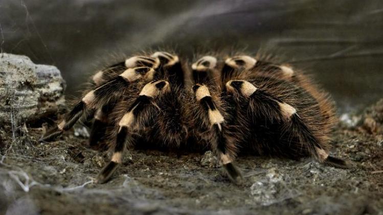 Politie betrapt man met meer dan 90 tarantula's in huis