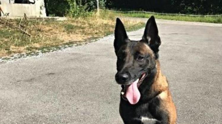 Zwitserse politiehonden krijgen sokjes tegen de hitte