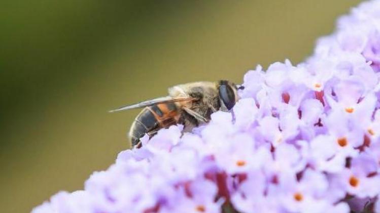 VS schrappen verbod op pesticiden die in verband worden gebracht met bijensterfte
